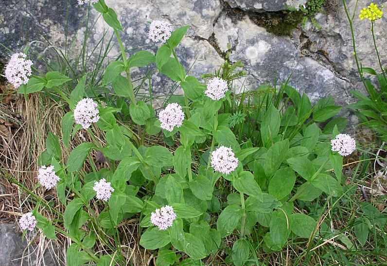 Valeriana montana